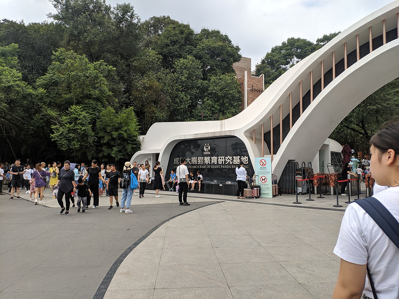 Giant panda in Chengdu